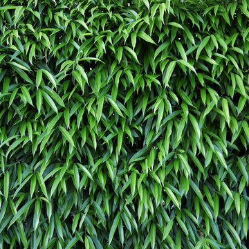leaf and bush plant wall