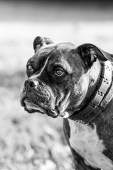 Pitbull Terrier Dog Portrait in Black and White