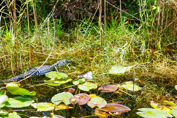 American Alligator in Florida Wetland. Everglades National Park in USA.