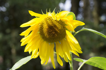 Fototapeta premium Tournesol