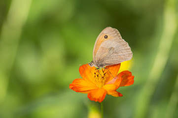 Fototapeta premium Papillon butinant du nectar