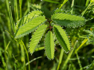 Plant with serrated leaves and dew waterdrops