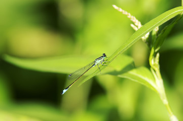 Libellule sur feuille