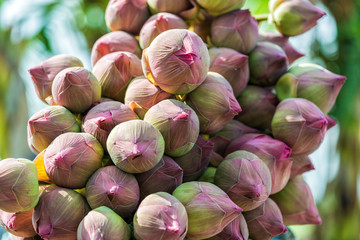 Farmers harvested lotus flower bud collecting in lotus farm