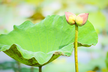 twin lotus flower bud collecting in lotus farm