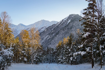 Snowy winter mountains with softwood forest