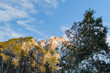 Fototapeta na wymiar Snowy winter mountains with softwood forest