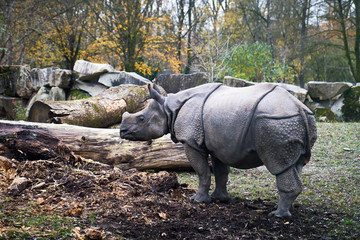 Young Indian rhinoceros (Rhinoceros unicornis), also called the greater one-horned rhinoceros and great Indian rhinoceros © nedim_b