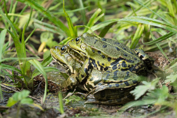 Maiting water frogs on the shore