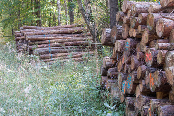 Gefällte Holzstämme aufgestapelt im Wald, Forstwirtschaftliche Produktion