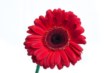 Red single gerbera isolated on white