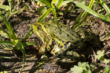 Maiting water frogs on the shore