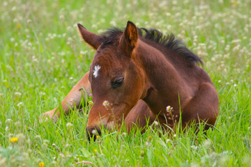 Fototapeta na wymiar little foal resting in the grass
