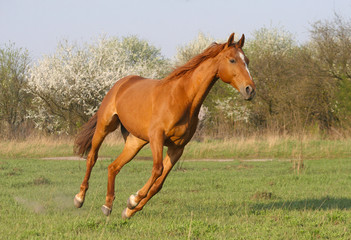 the horse is galloping in the garden blooming in spring