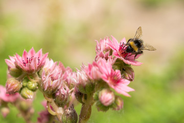 Bumblebee nibbling on a cobweb houseleek