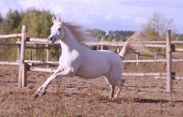 Thoroughbred Arabian horse galloping