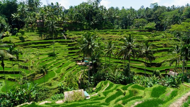 バリ, ライステラス, 棚田, BALI, Rice terraces