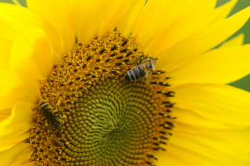 groupe d'abeilles sur une fleur