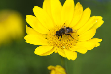 Abeille domestique