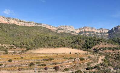 vineyards in autumn near the village of La Vilella Alta, in the background the mountain of Montsant, El Priorat, Tarragona, Spain (D.O Priorat)