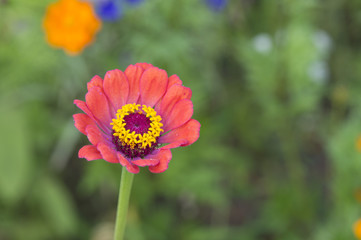 Obraz premium Zinnia élégant