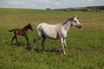Naklejka na ściany i meble Horses on a green field / Mare and Her Foal