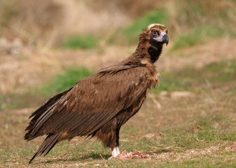 The majestic black vulture