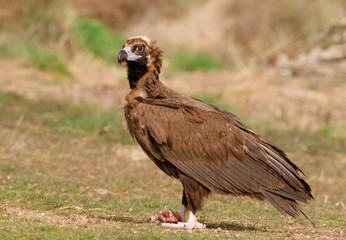 The majestic black vulture