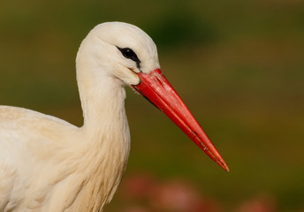 Elegant white stork