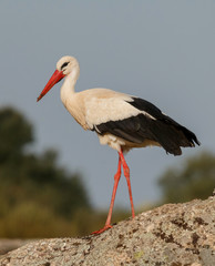 Elegant white stork