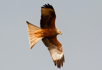 Awesome bird of prey in flight