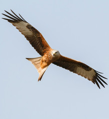Awesome bird of prey in flight