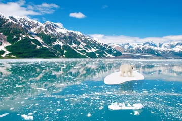 Crédence de cuisine en verre imprimé Ours polaire Un ours polaire dérive sur la banquise Changement climatique Réchauffement climatique