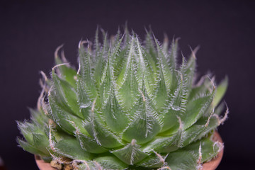 ハルオシア（Haworthia）・アロエ・植物
