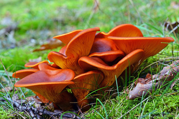 omphalotus olearius mushroom