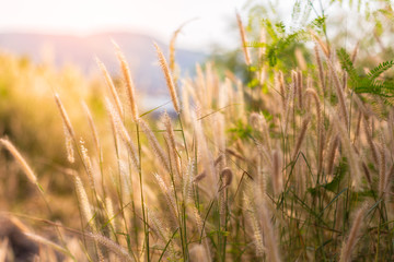 beautiful wild field of grass on sunset, soft sun rays, warm toning, lens flares, shallow DOF. blur