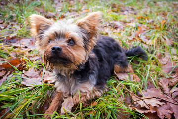 Yorkie im Herbst 5