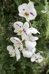 Orchidée blanche et pourpre