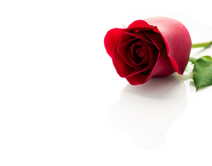 Close-up image of beautiful blooming red rose flower with copy space, Selective focus and shallow DOF, Valentine day concept