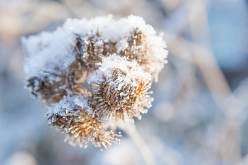 Snowflakes on prickly thistles closeup