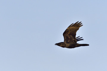 Kolkrabe im Flug