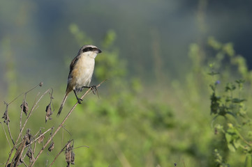 Long Tailed Shrike Sitting on Branch