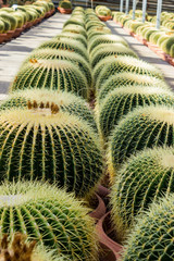 Cacti plantation in nursery, Echinocactus grusonii