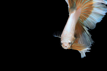 Halfmoon Gold betta  isolated on black background