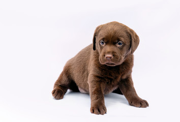 Two bloodhound puppies lying together. Isolated on white background