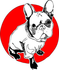 Illustration. french buuldog