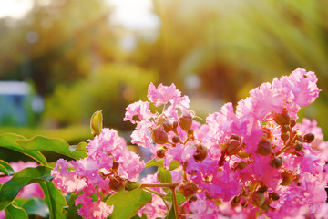 Tropical blooming flowers in garden
