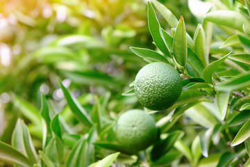 View of citrus fruit tree branches