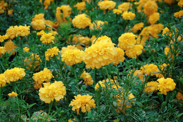 Blooming flowers in garden