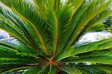Green palm leaves, close up